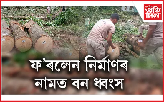 পথ নিৰ্মাণৰ নামত বৰ্ষাৰণ্য পবাত মূল্যৱান গছ কাটি বন ধ্বংসযজ্ঞ...