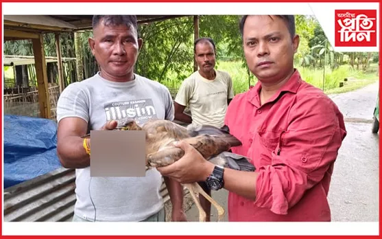 চাপানালাত দুষ্প্ৰাপ্য ৱাক পক্ষী উদ্ধাৰ