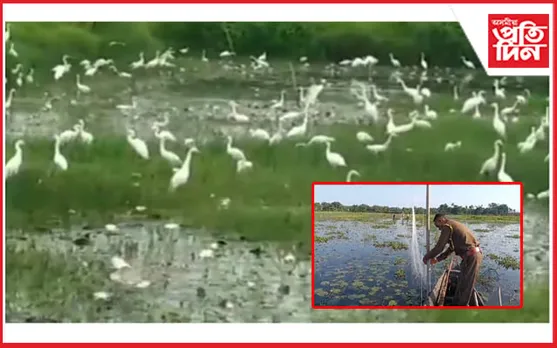 চতিয়াৰ জলাহভূমিত পক্ষী নিধনৰ চেষ্টা দুষ্কৃতিকাৰীৰ