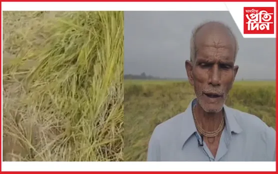 এবিঘা, দুবিঘা নহয় ২৫০ বিঘাৰো অধিক পকা ধান অনিষ্ট কৰিলে বন্যহস্তীয়ে