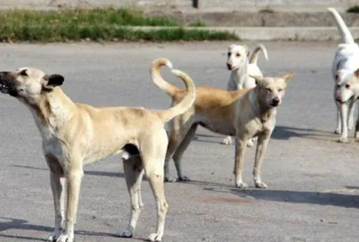 পদপথৰ কুকুৰ ধৰি শ্বিলঙলৈ সৰবৰাহ, আটক এজন