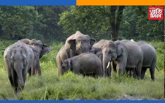 বকোত বনৰীয়া হাতীৰ আক্ৰমণত এজনৰ মৃত্যু 