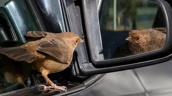 আয়ুস ক্ষয়! গাড়ী-মটৰলৈ চৰাইৰ ভয়