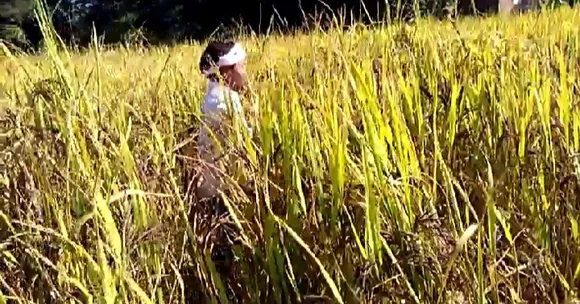 ঔষধি গুণসম্পন্ন ক’লা ধানৰ খেতিৰে স্বাৱলম্বী ৰহাৰ খেতিয়ক, চাওক Video