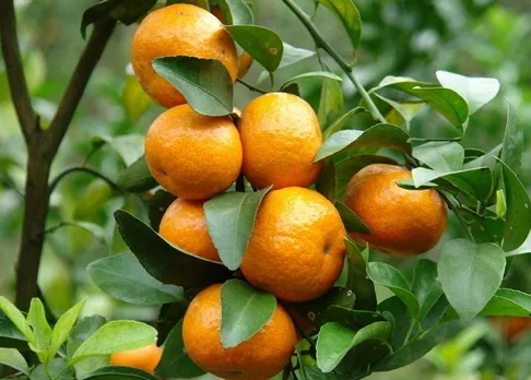 বিশ্বৰ প্ৰথমখন ‘ফাষ্ট ফুড এটলাছ’ত স্থান লাভ খাছী সুমথিৰাৰ
