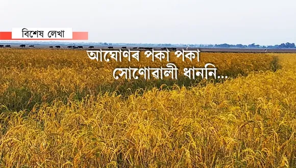 আঘোণৰ ধাননি, পাহৰিব নোৱাৰি…