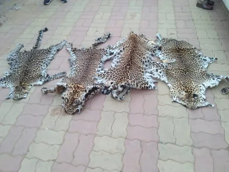ওড়িশাত ৪খন বাঘৰ চালসহ আটক ৭ জন