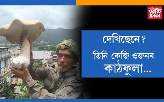 খেয়ালি প্ৰকৃতি! মণিপুৰৰ চান্দেলত আৱিষ্কাৰ ৩ কিলোগ্ৰামৰ বৃহৎ কাঠফুলা…