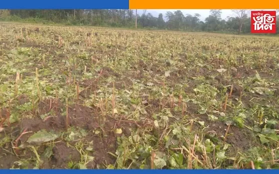 অৰুণাচলপ্ৰদেশৰ ডামবুকত প্ৰৱল শিলাবৃষ্টি, ক্ষতিগ্ৰস্ত খেতি-পথাৰ…