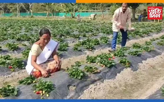 কম মাটিতে ষ্ট্ৰবেৰী খেতিৰে ৩ গুণ লাভৰ সপোন সৰ্থেবাৰীৰ এক দম্পতীৰ…