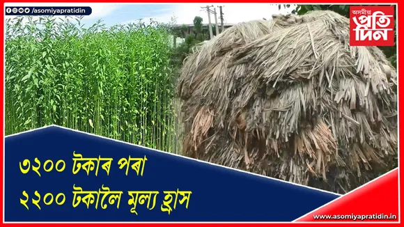মৰাপাটৰ মন্দা বজাৰঃ উপযুক্ত মূল্যৰ পৰা বঞ্চিত হাটশিঙিমাৰীৰ কৃষক…