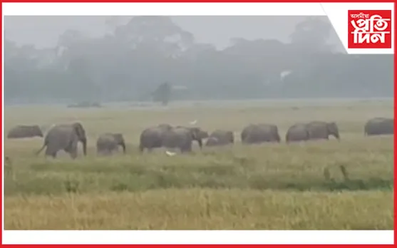 বনাঞ্চলত নাই খাদ্য, শস্য ভূমিত জাকে জাকে হাতীঃ উজাগৰী নিশা কৃষকৰ,ব্যৰ্থ বন বিভাগ…