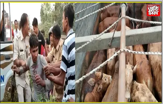 অব্যাহত চোৰাং গৰু সৰবৰাহ, আটক ৩…