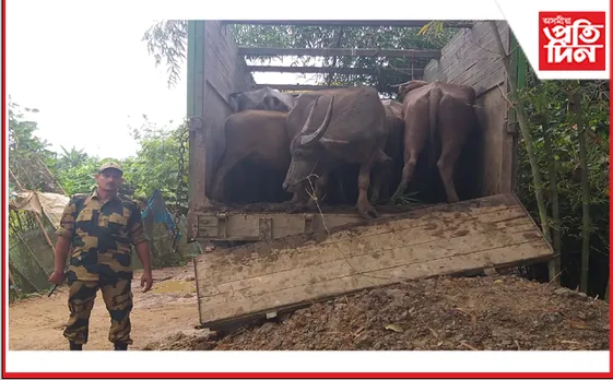 বাংলাদেশলৈ সৰবৰাহ কৰাৰ সময়ত কাছাৰত  এখন চোৰাং ম’হভৰ্তি ট্ৰাক জব্দ…