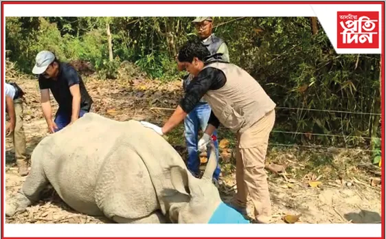 বন্যপ্ৰাণী পুনৰ সংস্থাপন আৰু  সংৰক্ষণ কেন্দ্ৰৰ পৰা অসম ৰাজ্যিক চিৰিয়াখানলৈ স্থানান্তৰ ৩ গঁড় পোৱালী