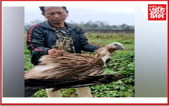 কলিয়াবৰৰ নলতলি পথাৰত দুষ্প্ৰাপ্য শগুন উদ্ধাৰ