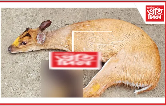 ওদালগুৰিত হৰিণাৰ পোৱালী উদ্ধাৰ…