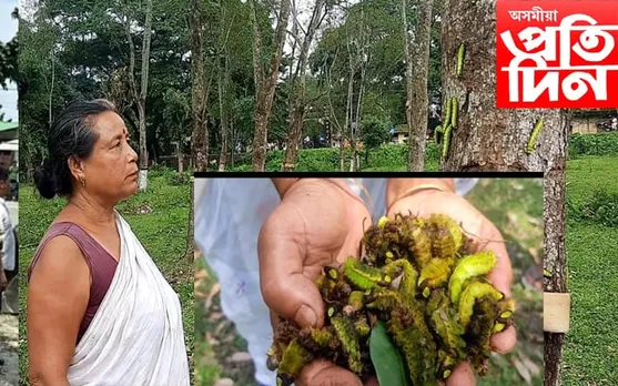 অচিন ৰোগত সহস্ৰাধিক মুগাৰ অকাল মৃত্যুত দিকহাৰা ৰেচম পালক