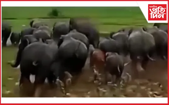 মানকাচৰ সীমান্তত মেঘালয়ৰ বনৰীয়া হাতীৰ তাণ্ডৱঃ বাংলাদেশত প্ৰৱেশ হাতীৰ জাক…