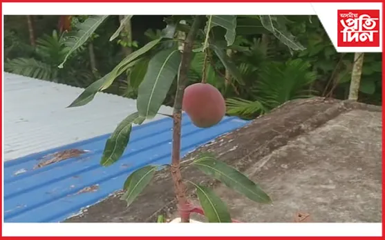 ডেৰ লাখ টকীয়া আম! খাম নে চাম…