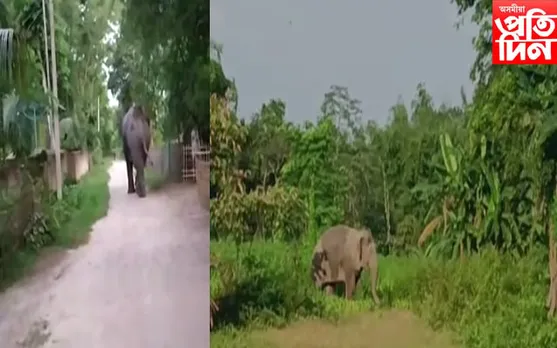 নগাঁৱত বনৰীয়া হাতীৰ মুকলি বিচৰণ, আতংকিত জনতা…