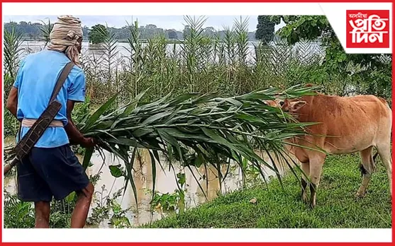 ঘিলামৰাত ৰেচম পালক,পশু পালকলৈ বিপদ মাতি আনিছে জীয়াঢলৰ বানে