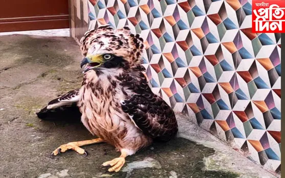 নগাঁৱৰ  ব্ৰাহ্মনগাওঁত বিলুপ্তপ্ৰায়  ঈগল চৰাই উদ্ধাৰ