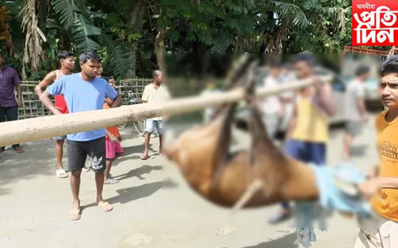 শালনাত হৰিণাৰ হাৰ্ট এটেক…