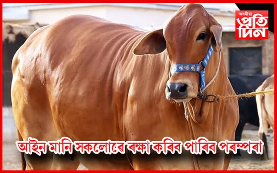 SOP! অবৈধ কোৰবানী বন্ধ,  আইন মানি সকলোৱে ৰক্ষা কৰিব পাৰিব পৰম্পৰা…