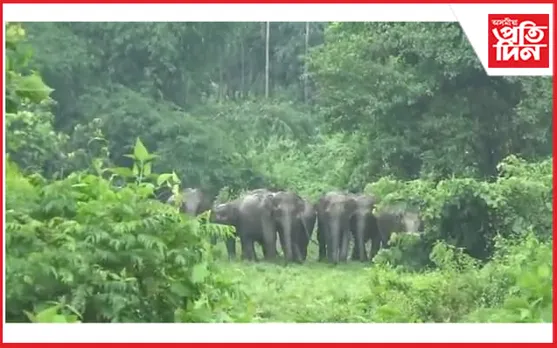 চিৰাঙৰ ভূটান সীমান্তত দিন দুপৰতে বৃহৎ বন্যহস্তীৰ জাক, শংকিত ৰাইজ…