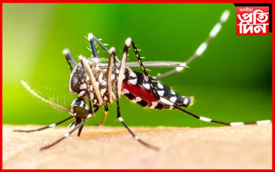 শিৱসাগৰত জাপানীজ এনকেফেলাইটিছৰ তাণ্ডৱঃ১৪ জন আক্ৰান্ত, প্ৰাণ হেৰুৱালে ৩ জনে...