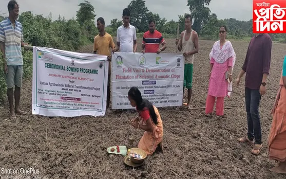 কোকৰাঝাৰত ব্যৱসায়ীক ভিত্তিত ‘তুলসী’ৰ খেতি