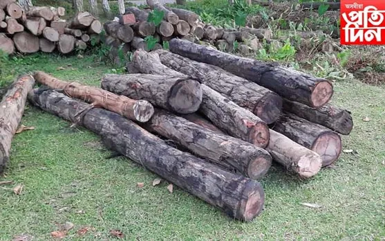ধূপধৰাৰ পদুপাৰাত বনবিভাগৰ অভিযান : বৃহৎ পৰিমাণৰ চোৰাং শালগছৰ টুকুৰা জব্দ…