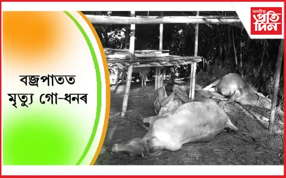 বজ্ৰ পৰি গোহালিতে মৃত্যু গো-ধনৰ…