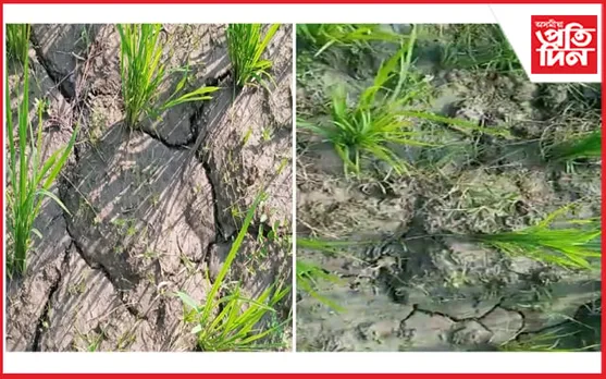কৃষকৰ মাজত হাহাকাৰ, মাজুলীৰ শালি ধানৰ পথাৰত চিঁৰাল ফাট…