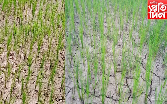 কৃষকৰ মাজত হাহাকাৰ, পানীৰ অভাৱত খেতি পথাৰত  চিৰাল ফাট…