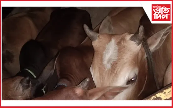 ৰূপহীহাটত চোৰাং গৰুৰ ছিণ্ডিকেট চক্ৰ সক্ৰিয়! আৰক্ষীয়ে জব্দ কৰিলে ২৮ টা চোৰাং গৰু…