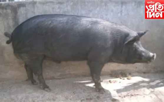 গোলাঘাটত ছোৱাইন ফ্লুৰ আতংক