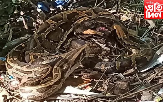 চৰাইদেউ পৰ্বত চাহ বাগিচাত প্ৰকাণ্ড অজগৰ উদ্ধাৰ…