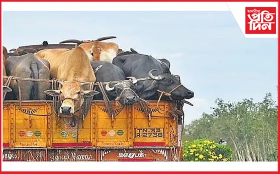 বৃহৎ ছিণ্ডিকেটৰাজ : শ্ৰীৰামপুৰত ম’হ, গাহৰি কঢ়িওৱা গাড়ীৰ পৰা সপ্তাহত ডেৰ-দুই কোটি আদায়…