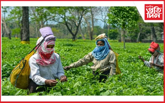 চাহ শ্ৰমিকৰ মজুৰি বৃদ্ধি; ক্ষুদ্ৰ চাহ খেতিয়ক সন্থাৰ প্ৰতিক্ৰিয়া