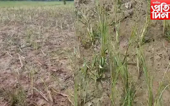 খৰাঙে দহিছে ৰাজ্য, তিতাবৰত কৃষকৰ হাহাকাৰ পৰিস্থিতি…