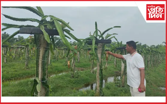 ৬ বিঘাৰো অধিক মাটিত ড্ৰাগনৰ খেতি কৰি লাভান্বিত তামুলপুৰৰ বিমল নাৰ্জাৰী…