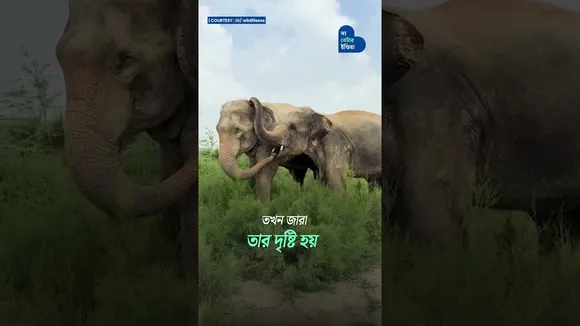 দুটি আহত হৃদয়, এক অমূল্য বন্ধুত্ব  | Elephant Day | Arya-Zara | Wildlife SOS