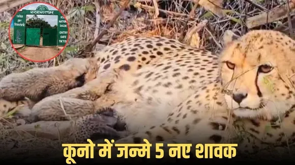 Kuno National Park Cheetah Birth