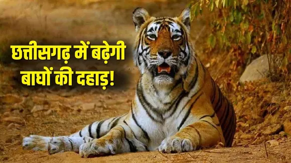 CG-MP Tiger Translocation