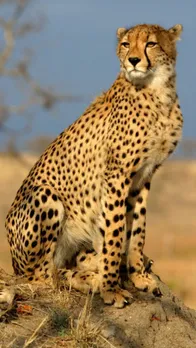 international cheetah day India Cheetah Project India Cheetah Project hindi news