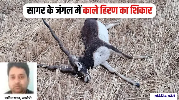MP Blackbuck Hunt (2)