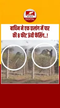 Instagram_post_thumb_Tiger ChaLAANG