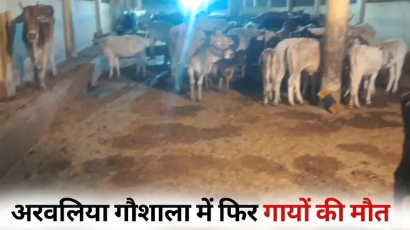 Bhopal Nagar Nigam Aravaliya Gaushala 6 cows died vhp bajrang dal hindi news